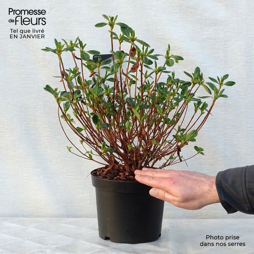 Spécimen de Azalée du Japon Schneewittchen - Rhododendron hybride Pot de 2L/3L tel que livré en hiver