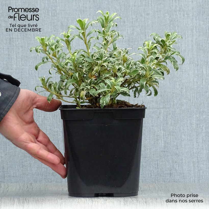 Spécimen de Azalée du Japon Silver Queen - Rhododendron hybride Pot de 2L/3L tel que livré en hiver