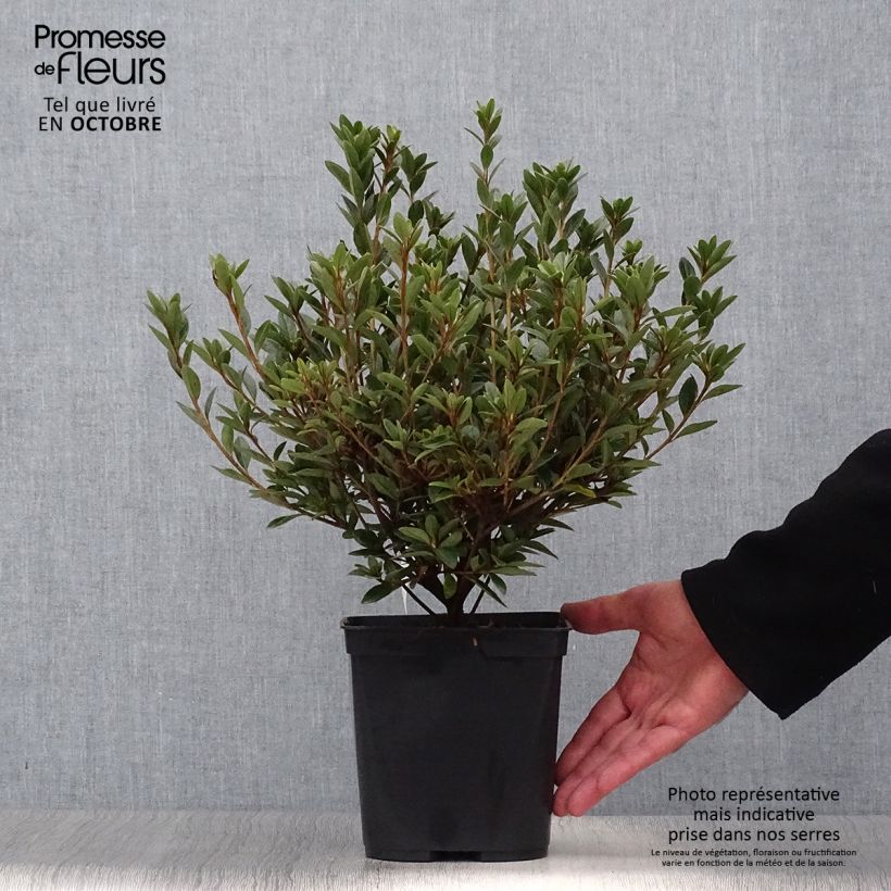 Spécimen de Azalée du Japon Sylvester - Rhododendron hybride Pot de 2L/3L tel que livré en automne