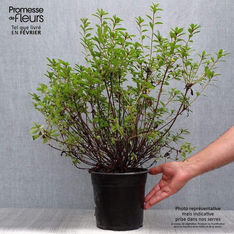 Spécimen de Azalée du Japon Sylvester - Rhododendron hybride Pot de 4L/5L tel que livré en automne