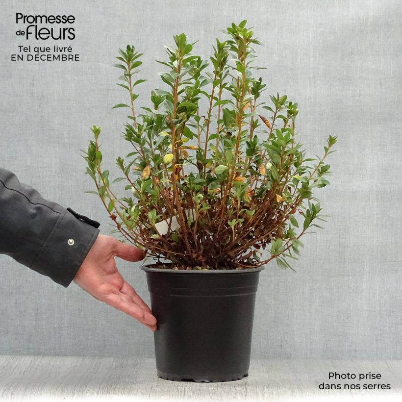 Spécimen de Azalée du Japon Sylvester - Rhododendron hybride Pot de 4L/5L tel que livré en hiver