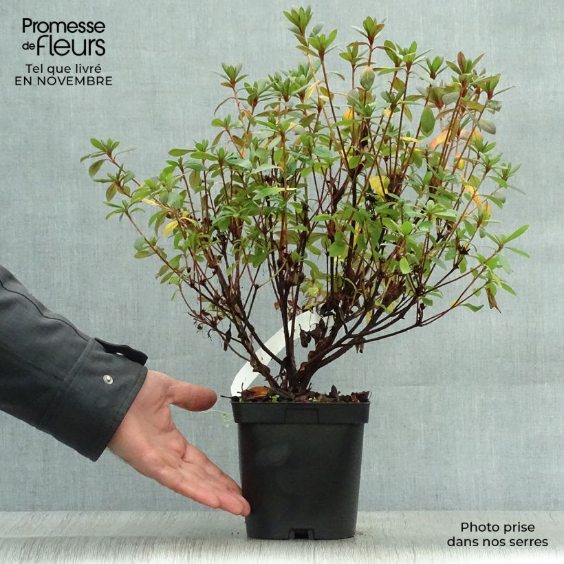 Spécimen de Azalée du Japon Vuyk's Scarlet - Rhododendron hybride. Pot de 2L/3L tel que livré en automne