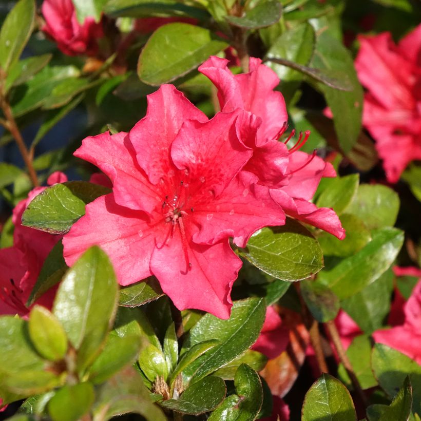 Azalée du Japon Vuyk's Scarlet - Rhododendron hybride. (Floraison)