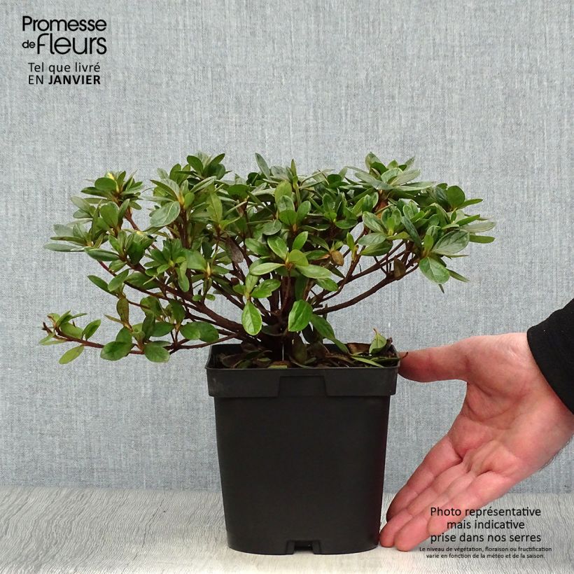 Spécimen de Azalée du Japon Vuyk's Rosyred - Rhododendron hybride. Pot de 2L/3L tel que livré en hiver