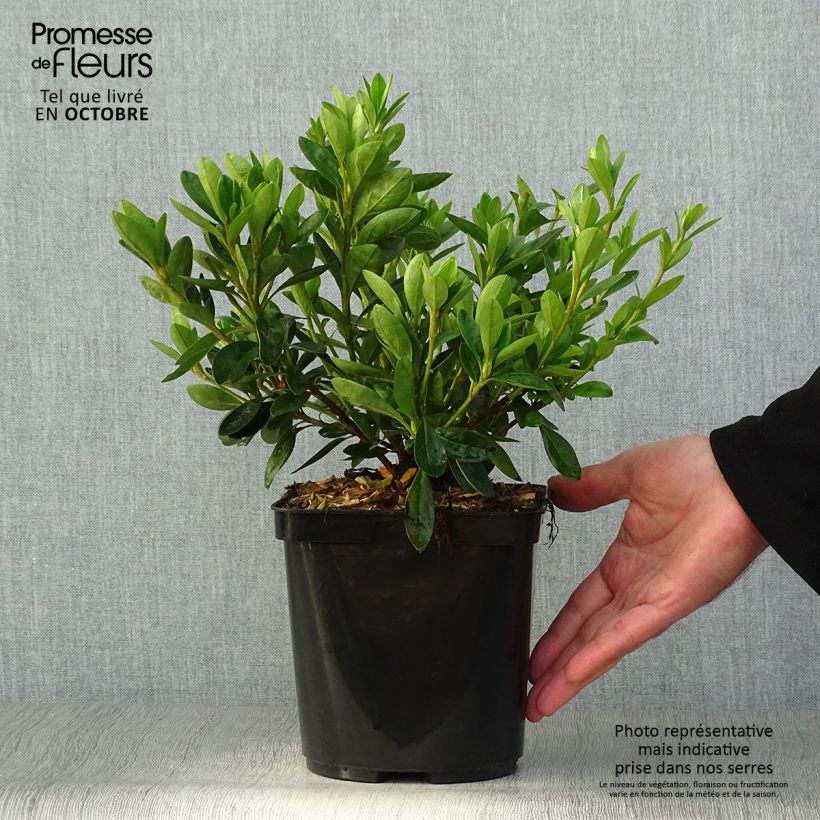 Spécimen de Azalée du Japon White Prince - Rhododendron hybride Pot de 2L/3L tel que livré en automne