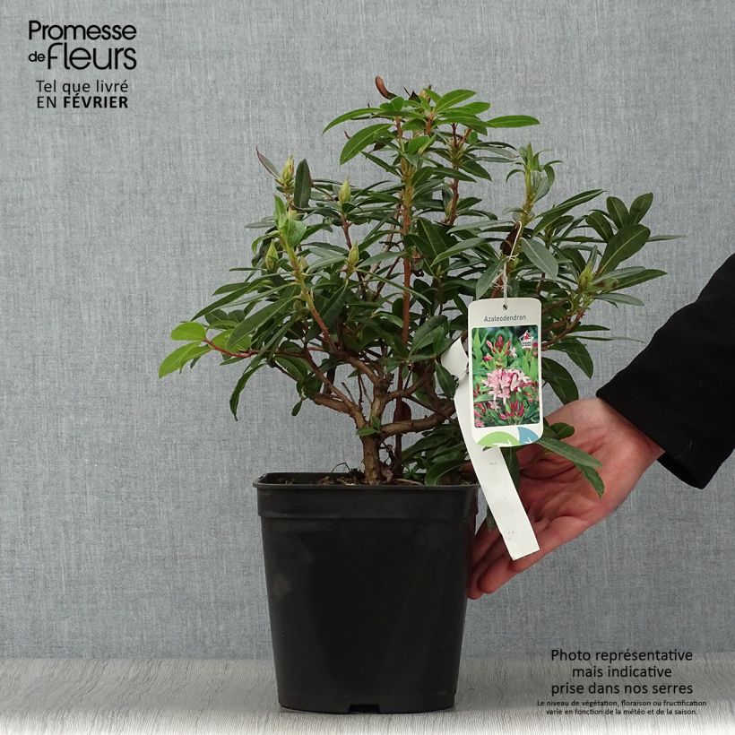 Spécimen de Azalée hybride - Azaleodendron (x) gowenianum Pot de 4L/5L tel que livré en hiver