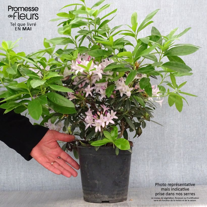 Spécimen de Azalée hybride - Azaleodendron (x) gowenianum Pot de 4L/5L tel que livré au printemps