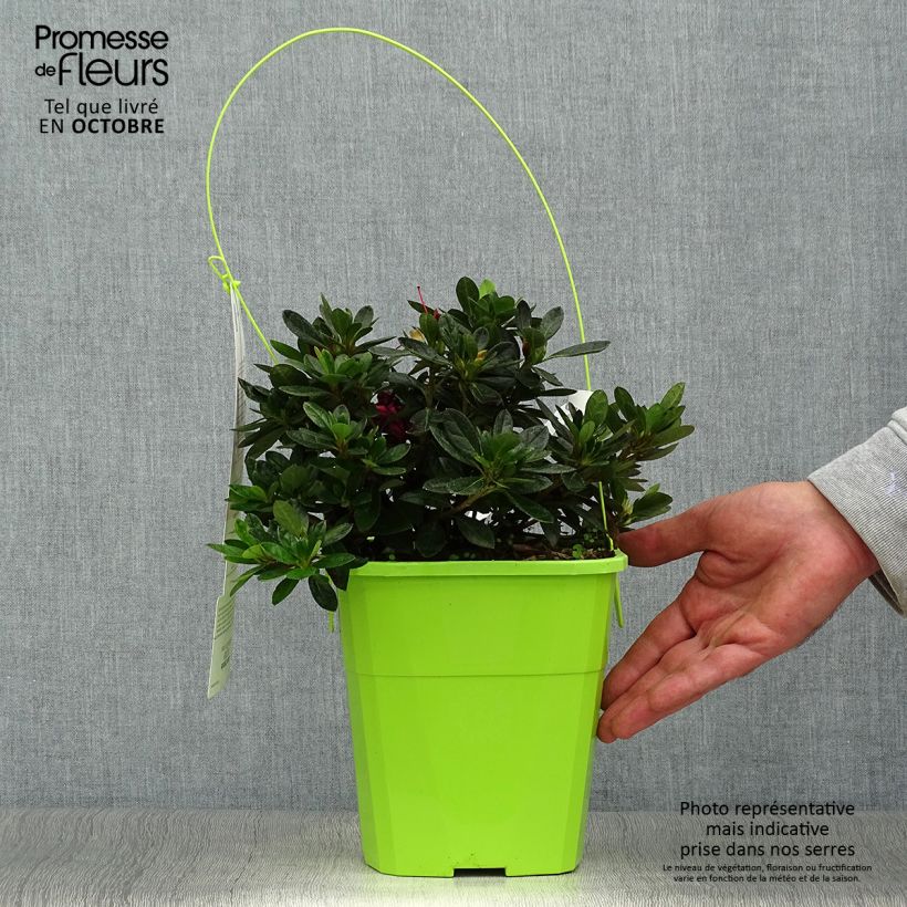 Spécimen de Azalée hybride ENCORE Autumn Fire Pot de 3L/4L tel que livré en automne
