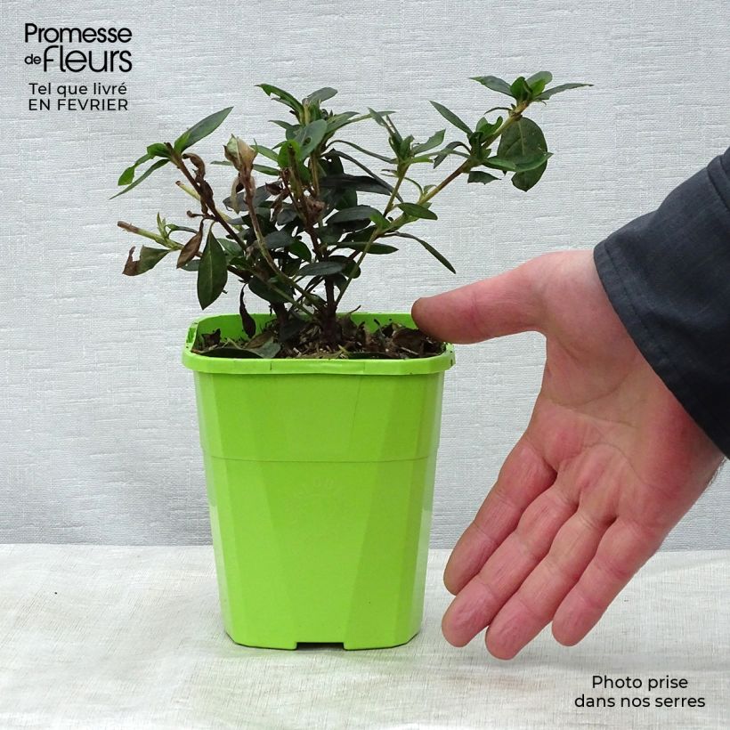 Spécimen de Azalée hybride ENCORE® Carnival Pot de 1L/1,5L tel que livré en hiver