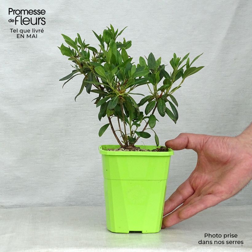 Amostra de Azálea Japonesa ENCORE Ruby Vaso de 1 L/1,5 L tal como entregue na primavera