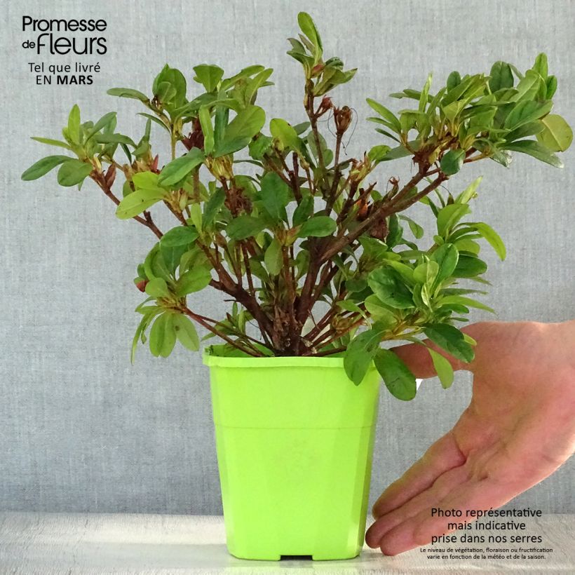 Spécimen de Azalée hybride ENCORE® Sunburst Pot de 1L/1,5L tel que livré au printemps