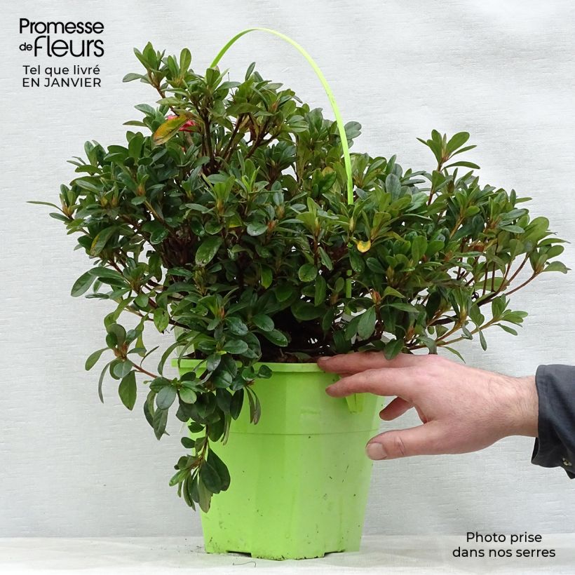 Spécimen de Azalée hybride ENCORE® Sunset Pot de 3L/4L tel que livré en hiver