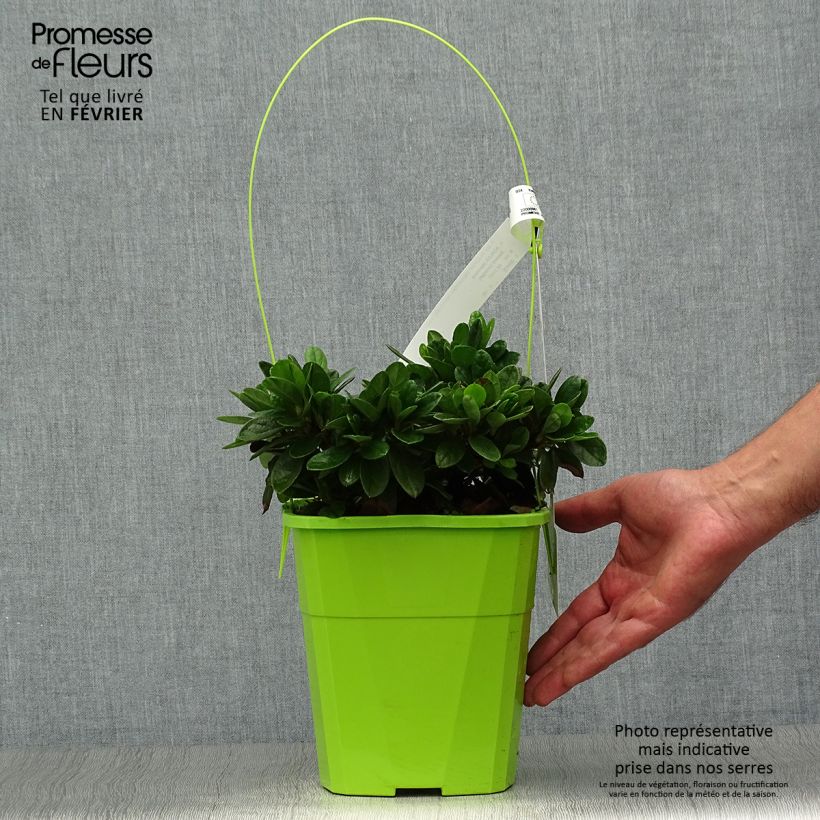 Spécimen de Azalée hybride ENCORE® Sunset Pot de 3L/4L tel que livré en automne