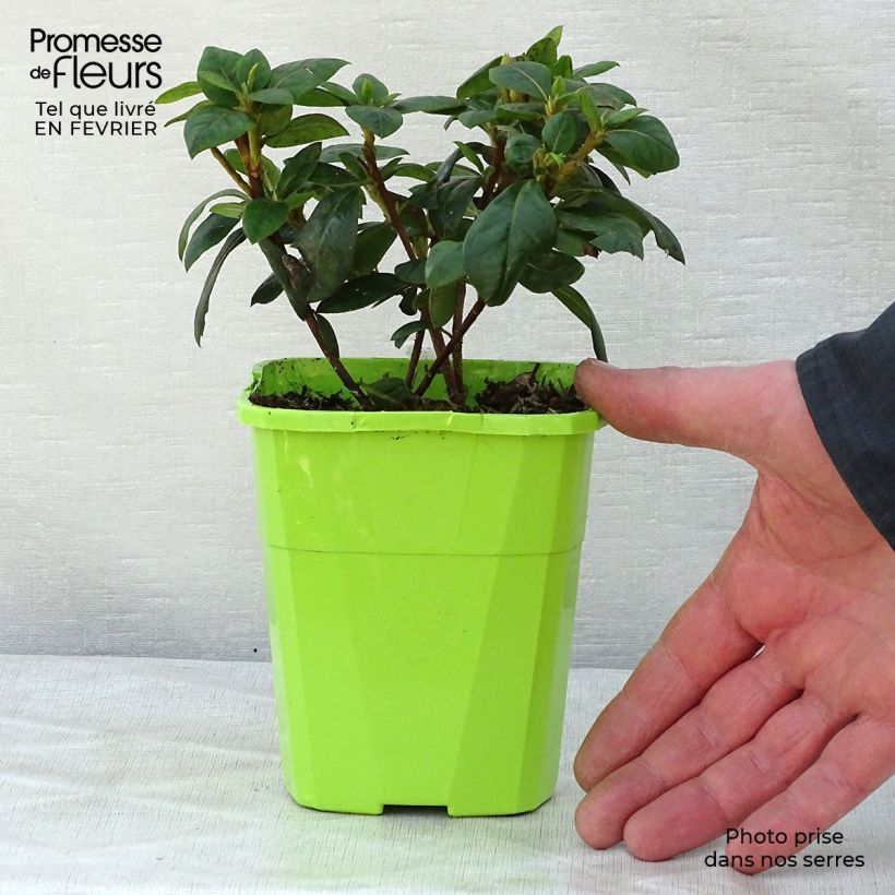 Spécimen de Azalée hybride ENCORE® Sweetheart Pot de 1L/1,5L tel que livré en hiver