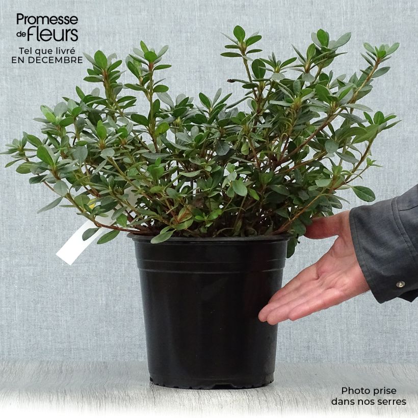 Spécimen de Azalée japonaise - Azalea japonica Arabesk Pot de 3L/4L tel que livré en hiver