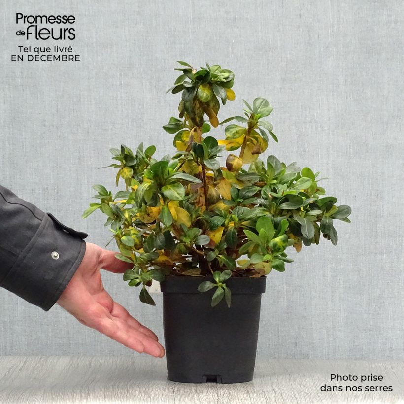 Spécimen de Azalée japonaise Dorothy Heiden Pot de 2L/3L tel que livré en hiver