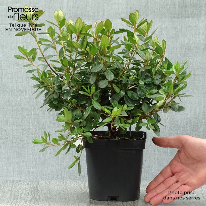 Spécimen de Azalée japonaise Gilbert Mullie Pot de 2L/3L tel que livré en automne