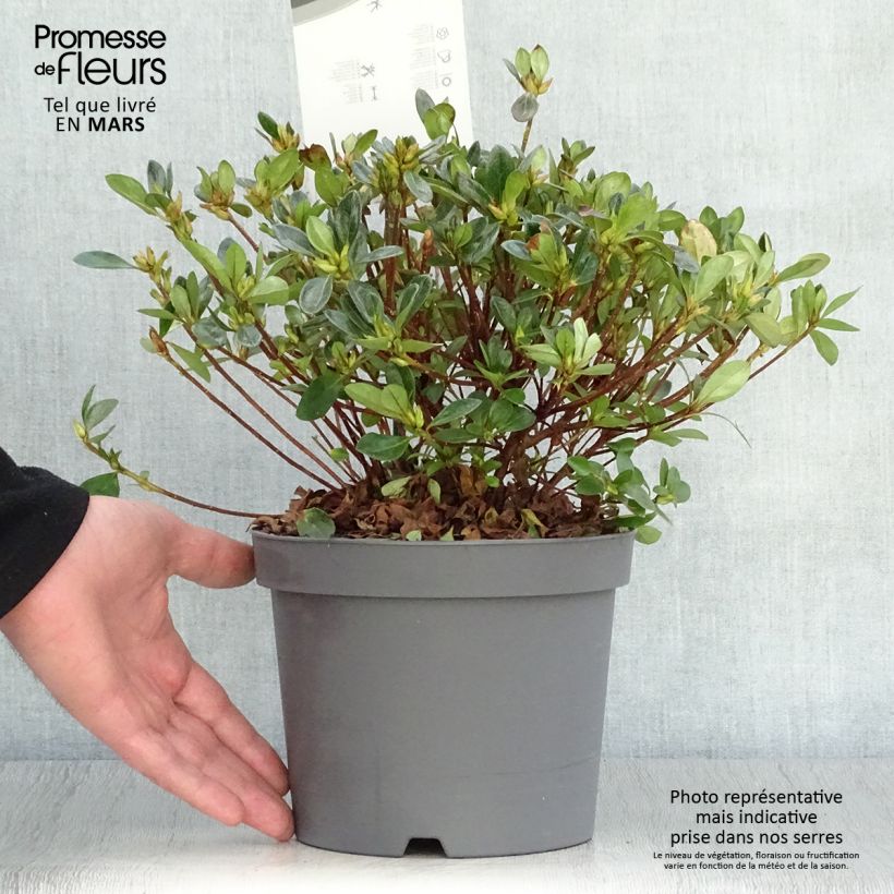 Spécimen de Azalée japonaise - Azalea japonica Izumi no mai Pot de 3L/4L tel que livré au printemps