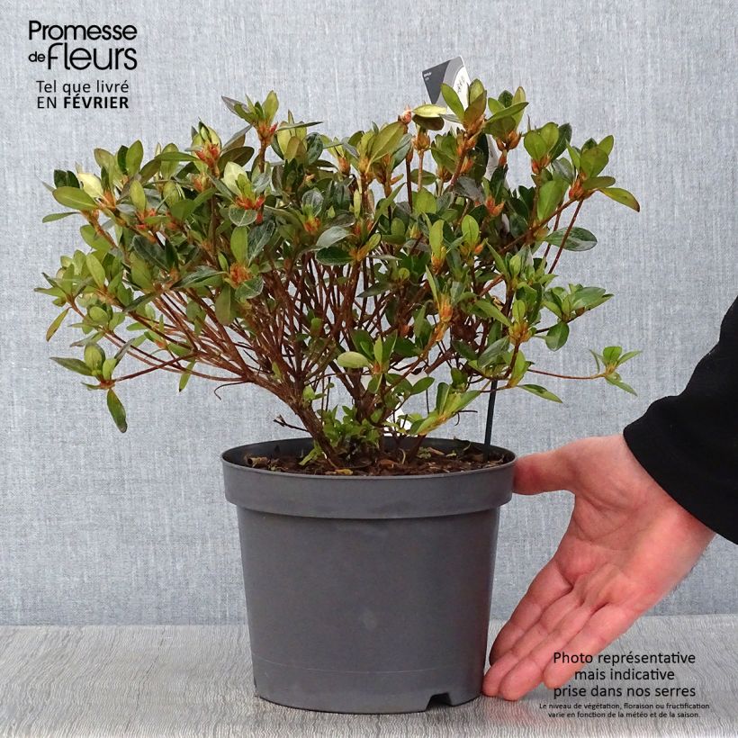 Spécimen de Azalée japonaise - Azalea japonica Izumi no mai Pot de 3L/4L tel que livré en hiver