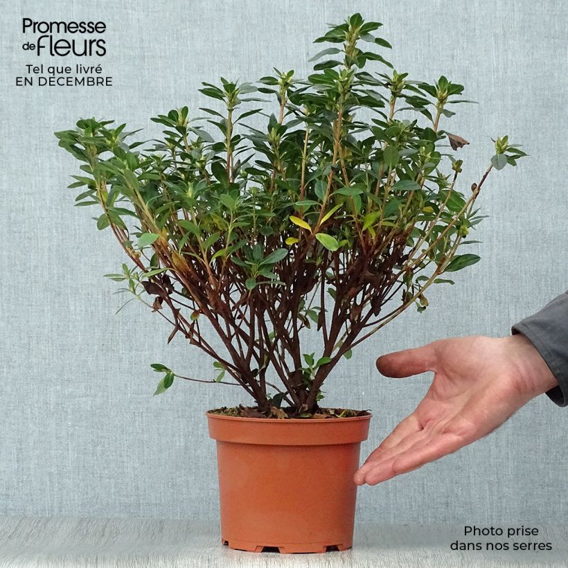 Spécimen de Azalée japonaise - Azalea japonica Madame Galle Pot de 2L/3L tel que livré en hiver