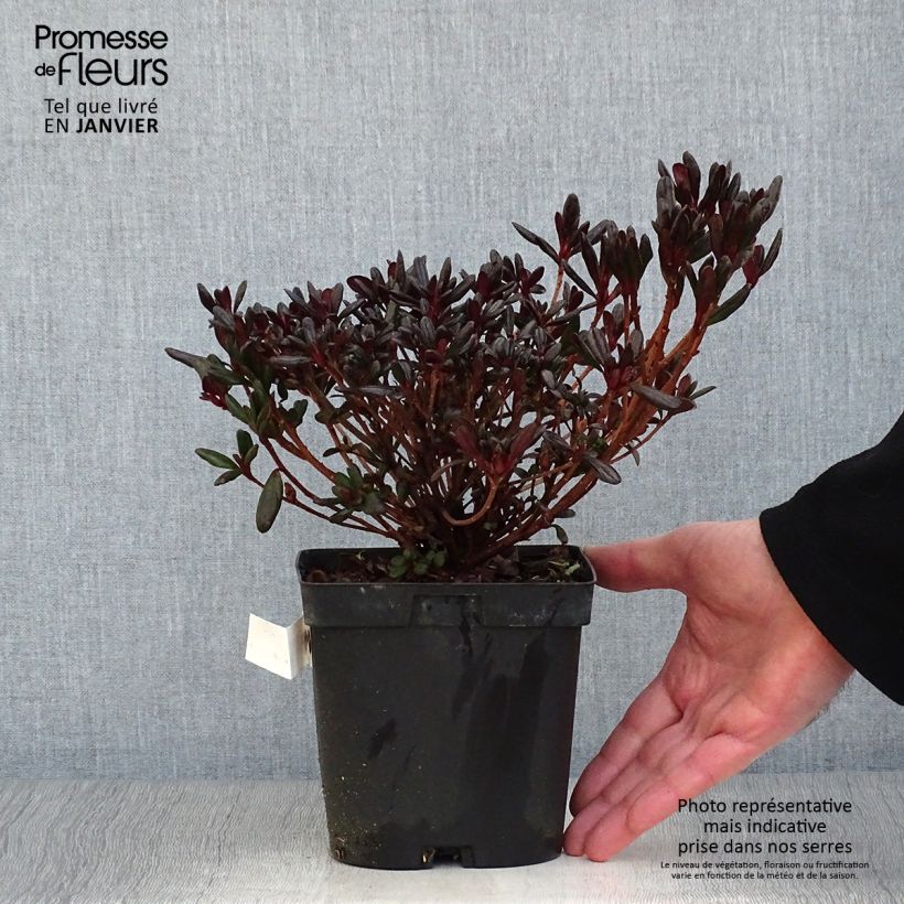 Spécimen de Azalée japonaise - Azalea japonica Manuska Pot de 2L/3L tel que livré en hiver