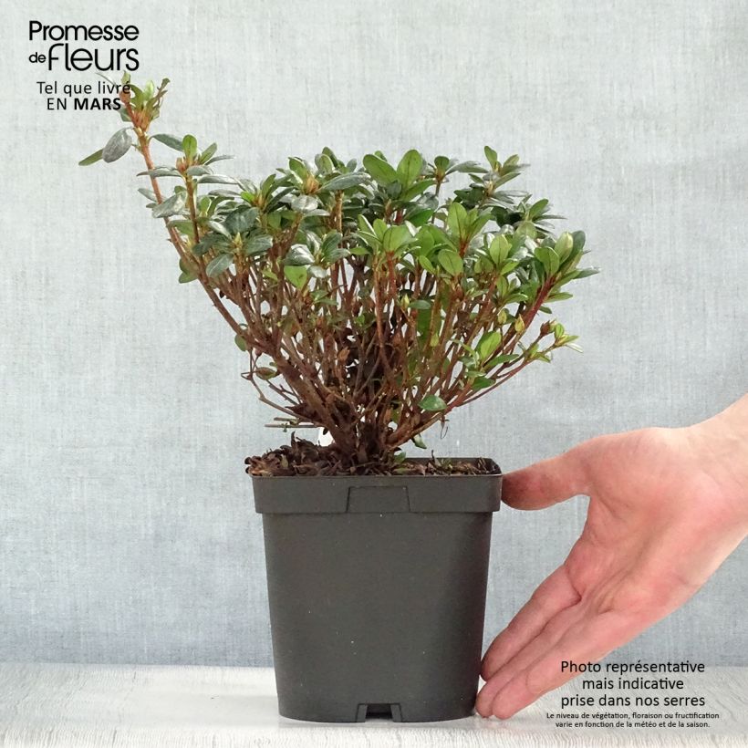 Spécimen de Azalée japonaise - Azalea japonica Manuska Pot de 2L/3L tel que livré au printemps