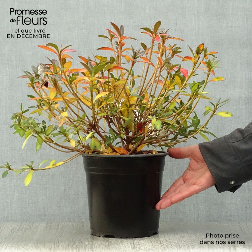 Spécimen de Azalée du Japon Purple Splendor - Rhododendron hybride Pot de 4L/5L tel que livré en hiver
