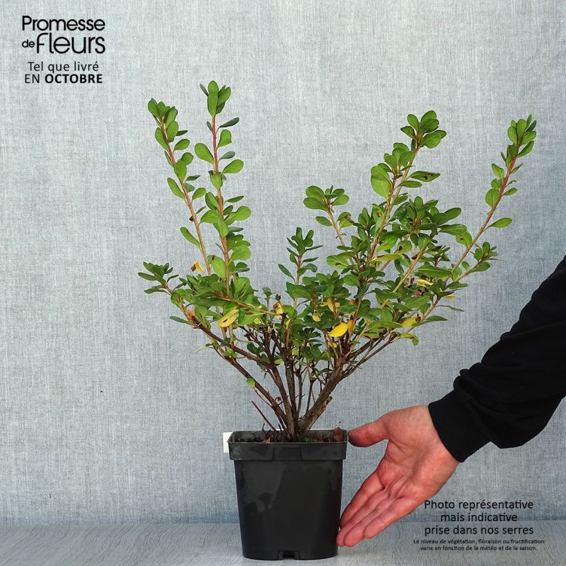 Spécimen de Azalée japonaise Rosa King Pot de 2L/3L tel que livré en automne
