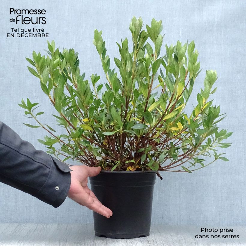 Spécimen de Azalée japonaise Rosa King Pot de 4L/5L tel que livré en hiver