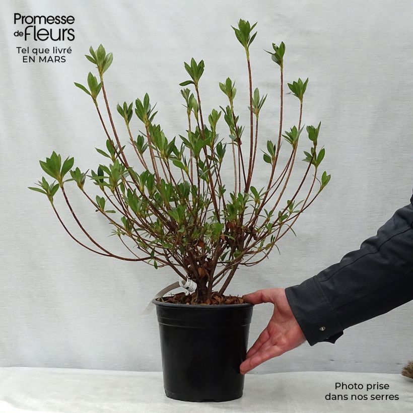 Azalea japonica Rosa King 4L/5L pot sample as delivered in spring