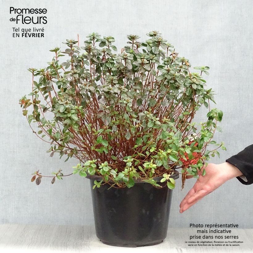 Spécimen de Azalée japonaise - Azalea japonica Stewartstonian Pot de 12L/15L tel que livré en hiver