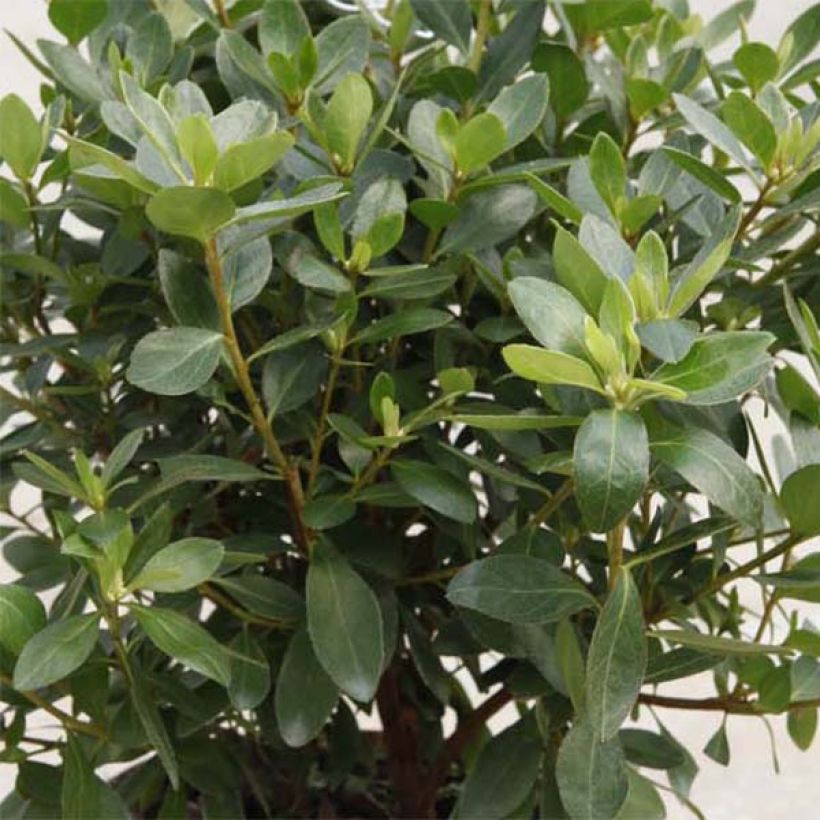 Azálea Japonesa Blaauw's Pink (Folhagem)