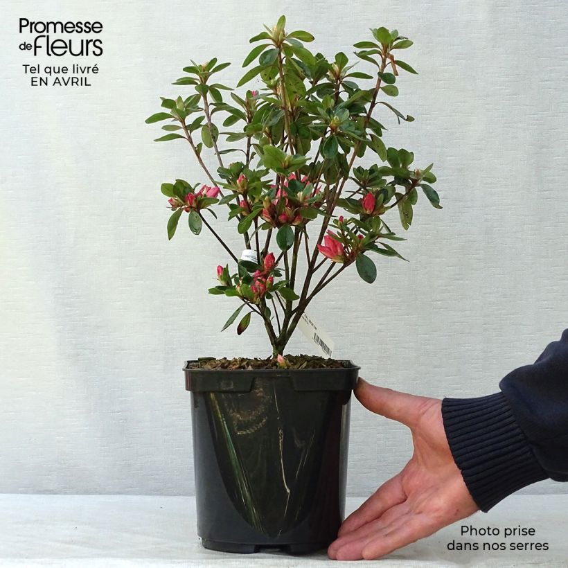 Spécimen de Azalée japonaise Blaauw's Pink - Rhododendron hybride Pot de 2L/3L tel que livré au printemps