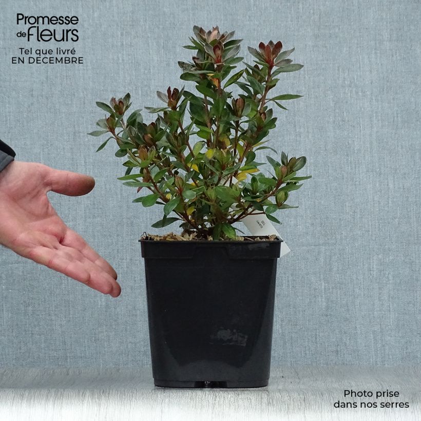 Spécimen de Azalée japonaise Blaauw's Pink - Rhododendron hybride Pot de 2L/3L tel que livré en hiver
