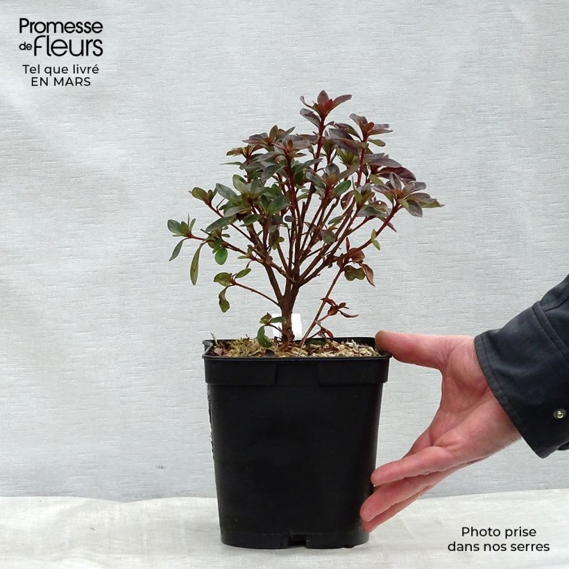Spécimen de Azalée japonaise Girard's Scarlet - Rhododendron hybride Pot de 2L/3L tel que livré en hiver