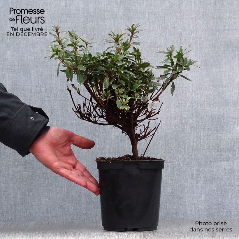 Spécimen de Azalée japonaise Hot Shot Pot de 2L/3L tel que livré en hiver