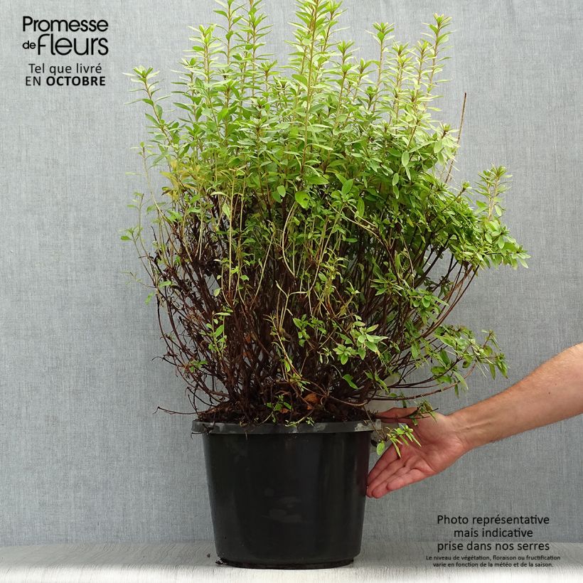 Spécimen de Azalée japonaise Mme Van Hecke Pot de 12L/15L tel que livré en automne