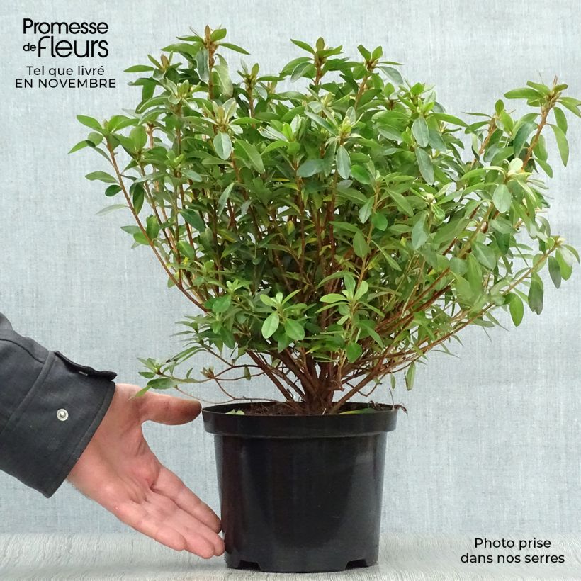 Spécimen de Azalée japonaise Mme Van Hecke Pot de 2L/3L tel que livré en automne