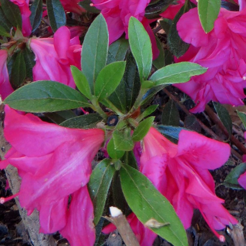 Azalée japonaise Rosa King (Feuillage)