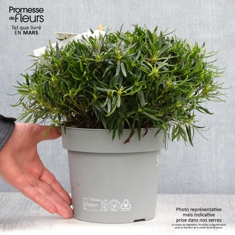 Spécimen de Azalée japonaise Star Style White - Azalea japonica Pot de 3L/4L tel que livré au printemps