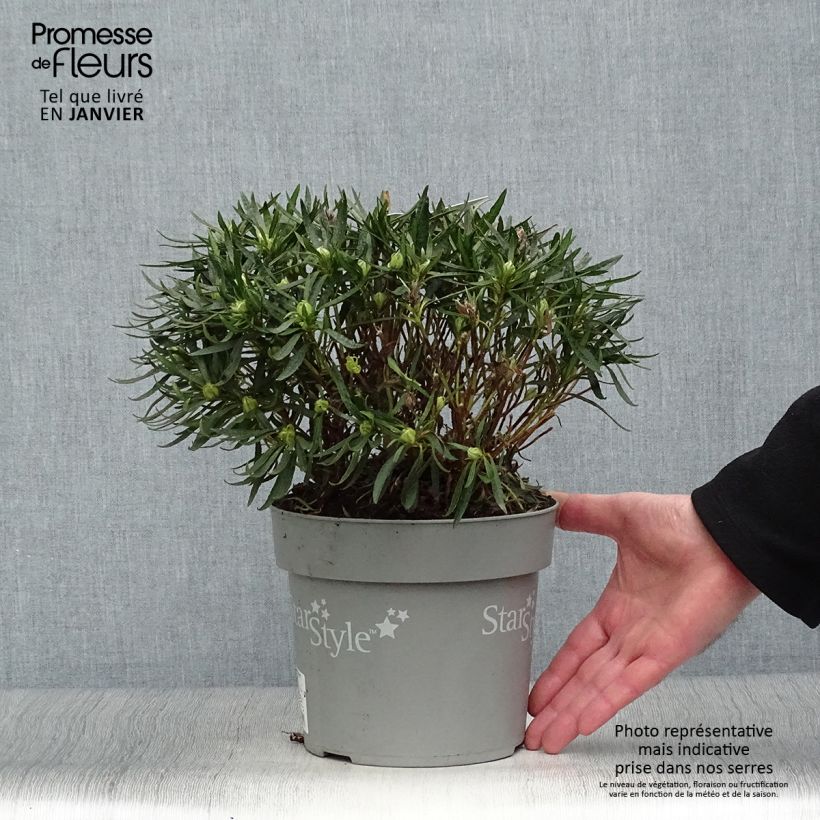 Spécimen de Azalée japonaise Star Style White - Azalea japonica Pot de 3L/4L tel que livré en hiver