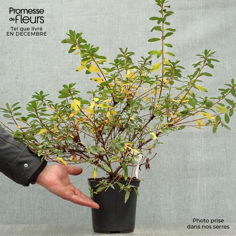 Spécimen de Azalée japonaise Tamanini - Rhododendron hybride Pot de 2L/3L tel que livré en hiver