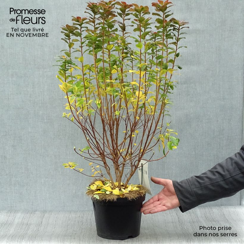 Spécimen de Azalée mollis Viscosa - Azalée des marais Pot de 4L/5L tel que livré en automne