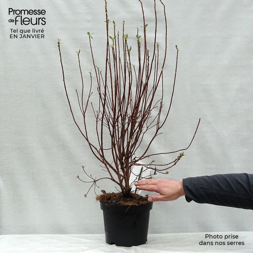 Spécimen de Azalée mollis Viscosa - Azalée des marais Pot de 4L/5L tel que livré en hiver