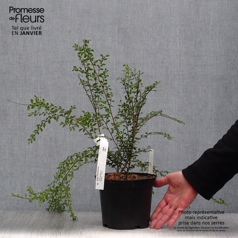 Spécimen de Azara microphylla - Mimosa du Chili Pot de 2L/3L tel que livré en hiver