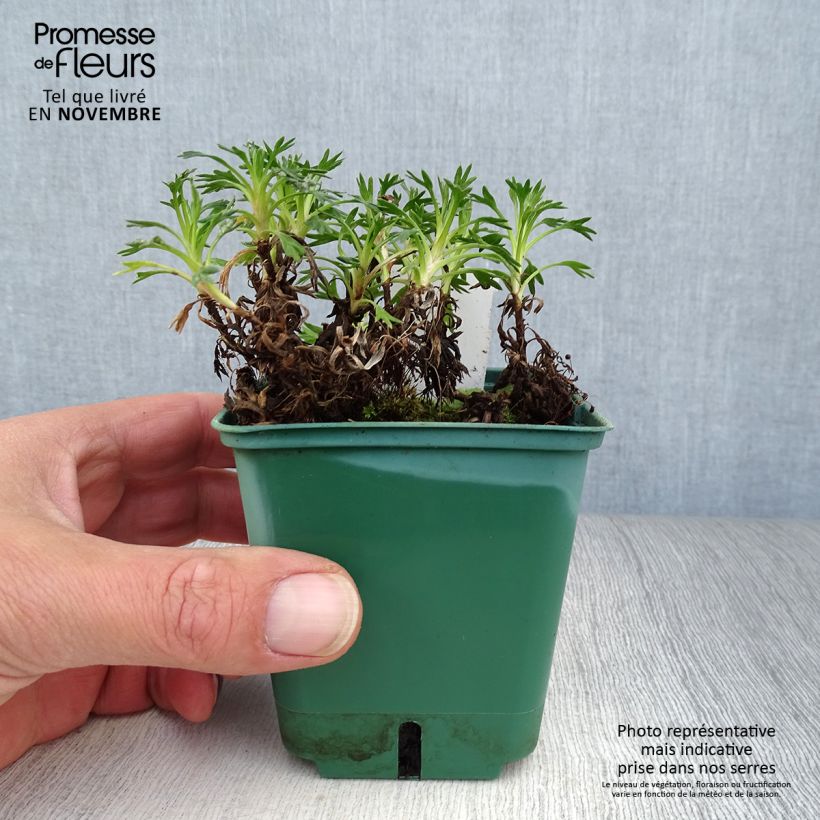 Spécimen de Azorella trifurcata - Azorelle Godet de 8/9 cm tel que livré en automne