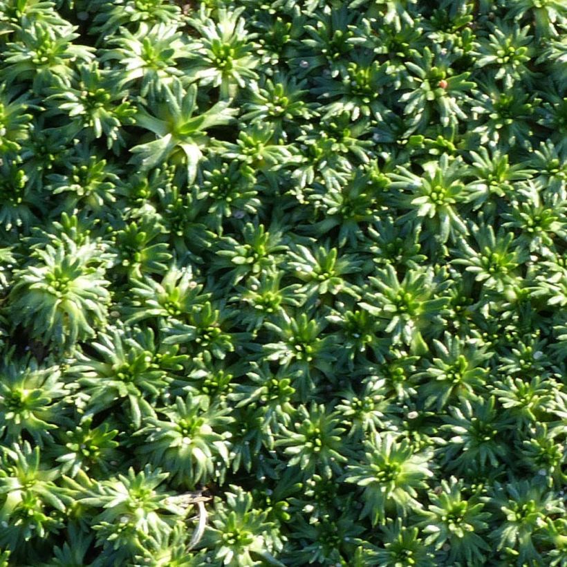 Azorella trifurcata Nana - Azorelle  (Feuillage)