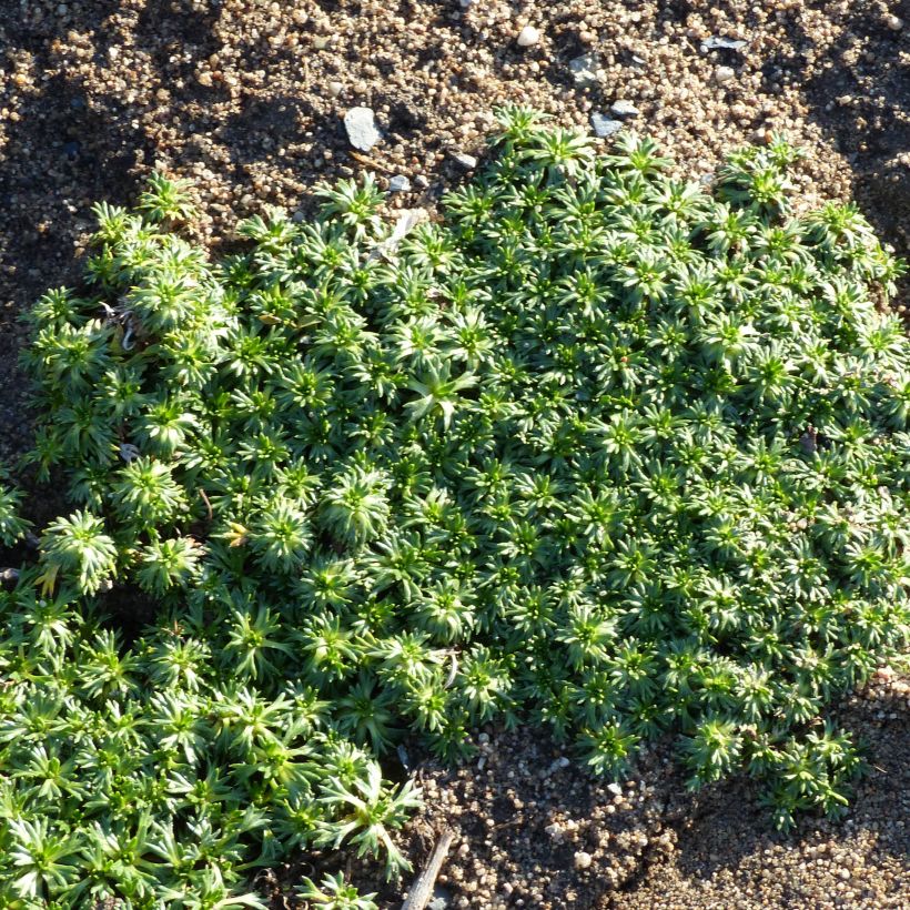 Azorella trifurcata Nana - Azorelle  (Port)