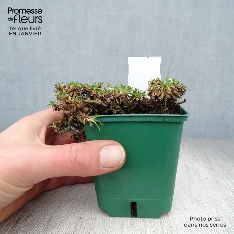 Spécimen de Azorella trifurcata Nana - Azorelle  Godet de 8/9 cm tel que livré en hiver