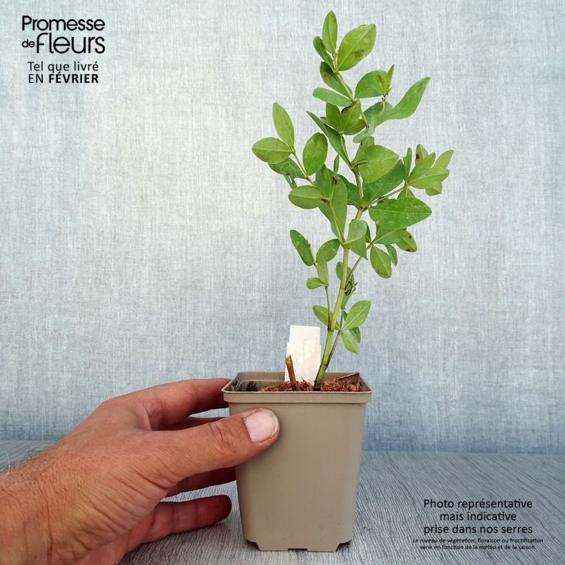 Spécimen de Baptisia Pink Lemonade - Lupin indigo Godet de 8/9 cm tel que livré en automne